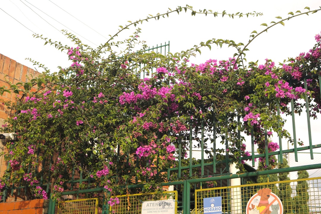 Flores en la entrada de la Fundación cultural y deportiva Santa Bárbara (FUCDESBA)