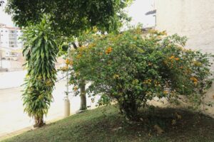 Jardines, naturaleza y flores de Fundación cultural y deportiva Santa Bárbara (FUCDESBA)