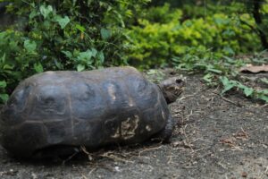 Tortuga visitando los jardines de Fundación cultural y deportiva Santa Bárbara (FUCDESBA)