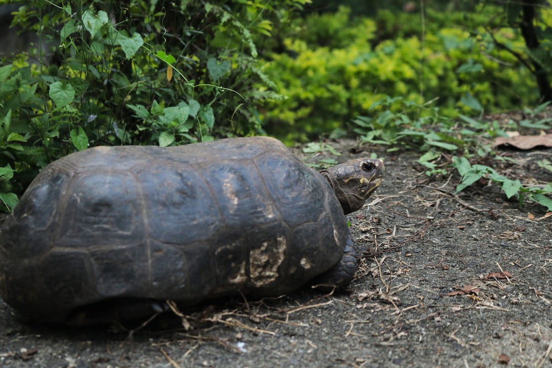 Tortuga visitando los jardines de Fundación cultural y deportiva Santa Bárbara (FUCDESBA)